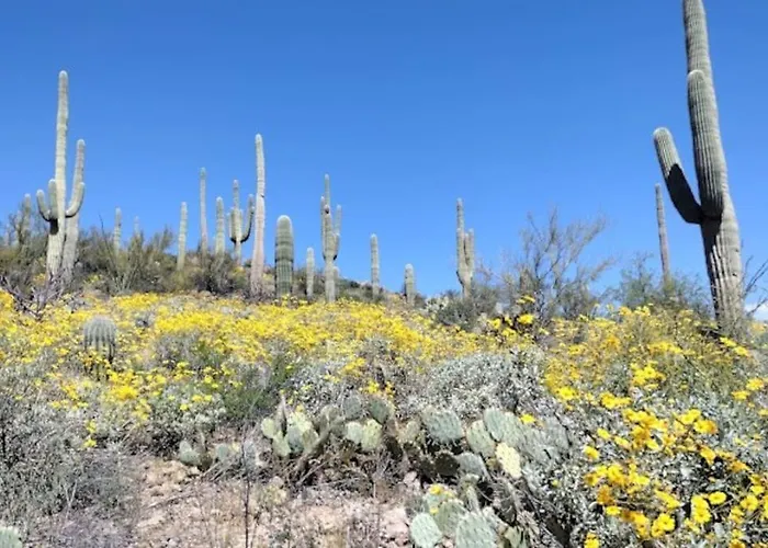 Mnt Foothills Saguaro Bliss * Tucson